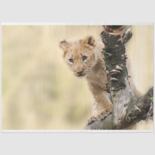 Lion Cub Decoupage  Tissue Paper