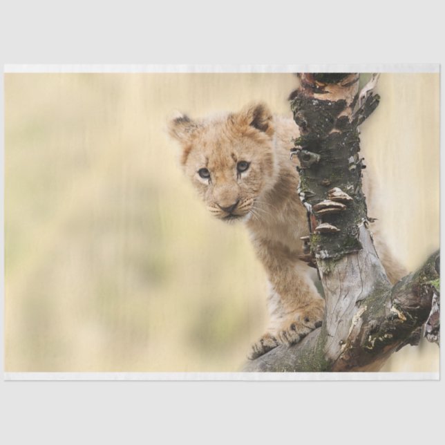 Lion Cub Decoupage  Tissue Paper (Front)