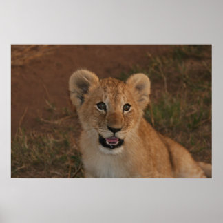 Lion cub in Masai Mara Poster