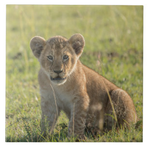 Lion Cub In Natural African Setting Tile