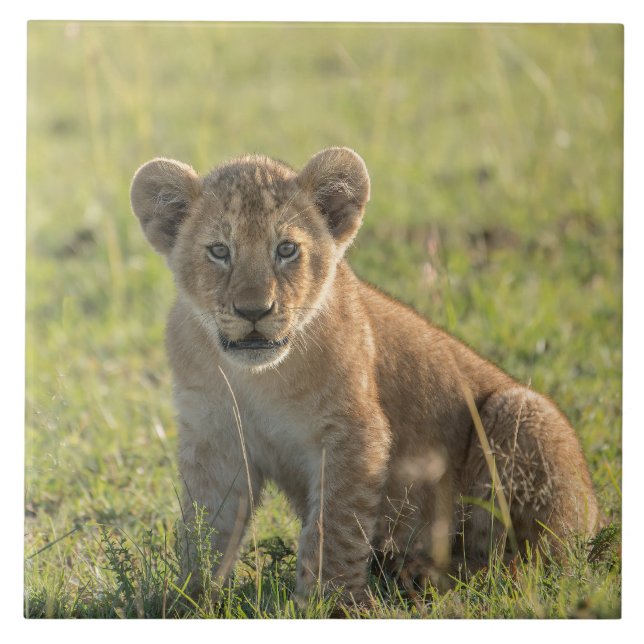 Lion Cub In Natural African Setting Tile (Front)