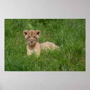 Lion Cub In The Grass Poster