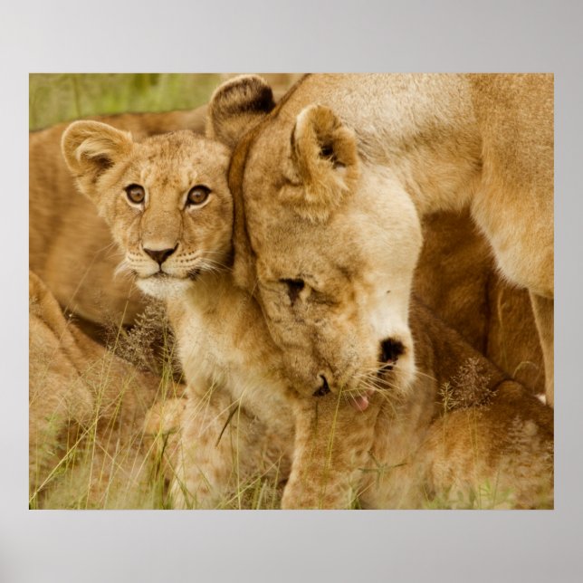 Lion Cub & Mother Poster (Front)