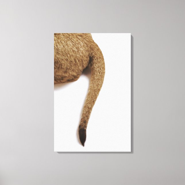 Lion cub (Panthera leo) against white 2 Canvas Print (Front)