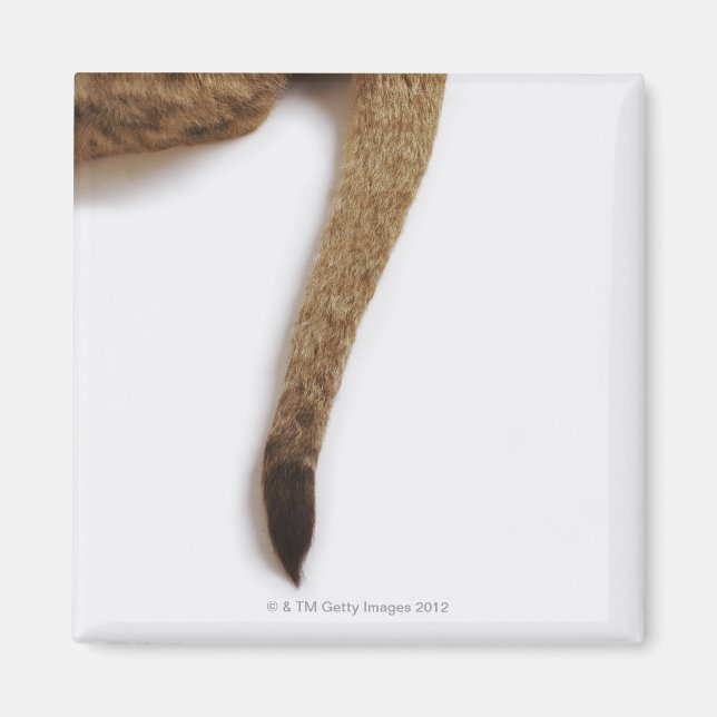 Lion cub (Panthera leo) against white Magnet (Front)