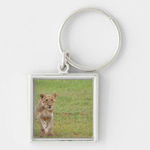lion cub, Panthera leo, Kgalagadi Transfrontier Key Ring