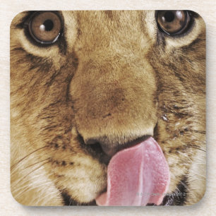 Lion cub (Panthera leo) licking nose, close-up Coaster