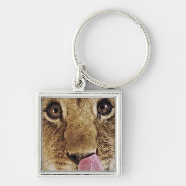 Lion cub (Panthera leo) licking nose, close-up Key Ring (Front)