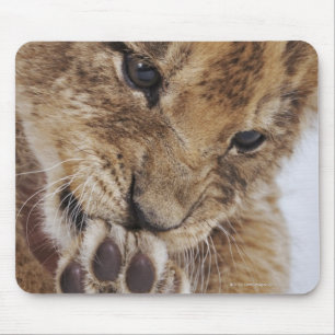 Lion cub (Panthera leo) licking paw, close-up Mouse Mat