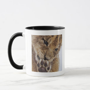 Lion cub (Panthera leo) licking paw, close-up Mug