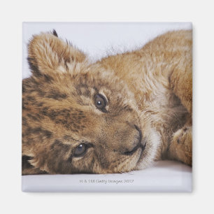 Lion cub (Panthera leo) lying on side, close-up Magnet