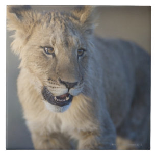 Lion Cub (Panthera Leo) Namibia Tile