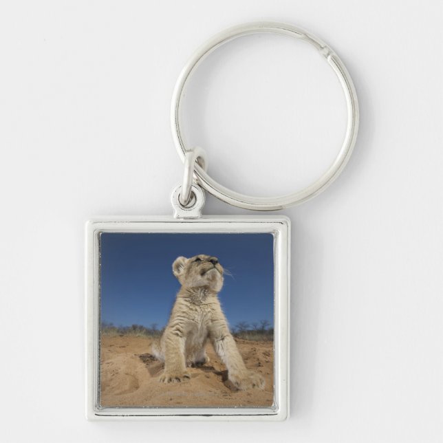 Lion Cub (Panthera Leo) sitting on sand, Namibia Key Ring (Front)