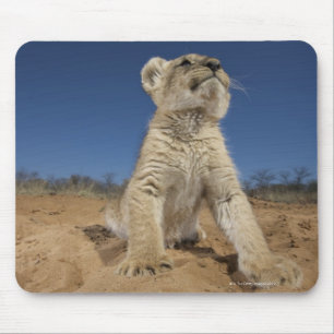 Lion Cub (Panthera Leo) sitting on sand, Namibia Mouse Mat