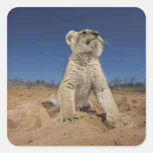 Lion Cub (Panthera Leo) sitting on sand, Namibia Square Sticker