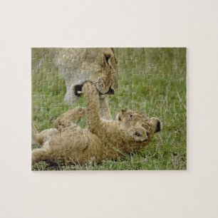 Lion Cub Playing Jigsaw Puzzle