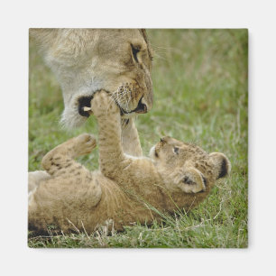 Lion Cub Playing Magnet
