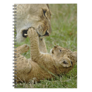 Lion Cub Playing Notebook