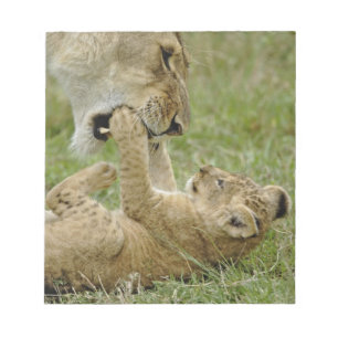 Lion Cub Playing Notepad