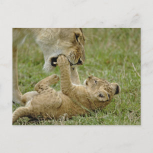 Lion Cub Playing Postcard