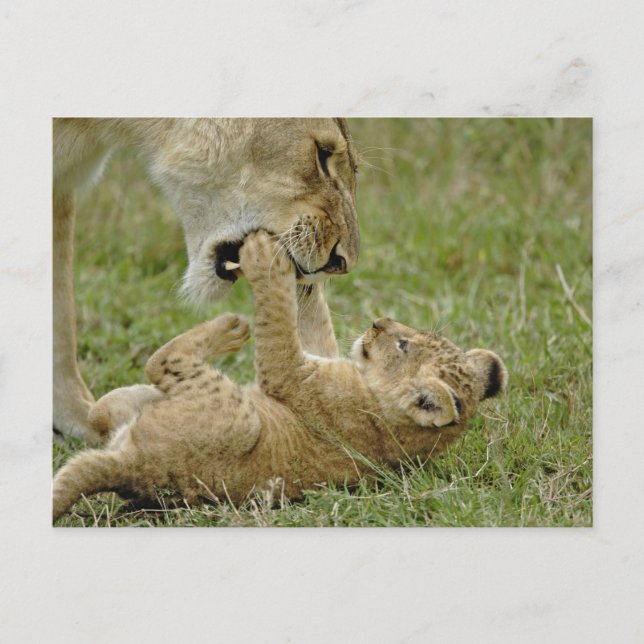 Lion Cub Playing Postcard (Front)