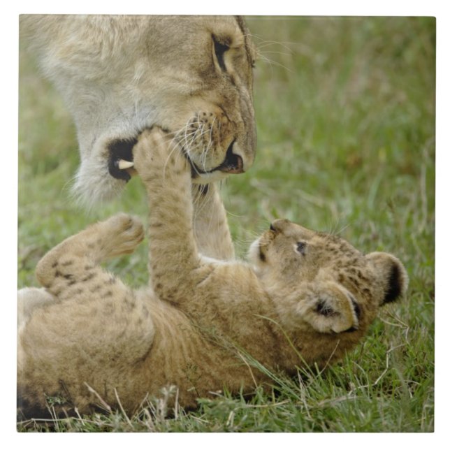 Lion Cub Playing Tile (Front)