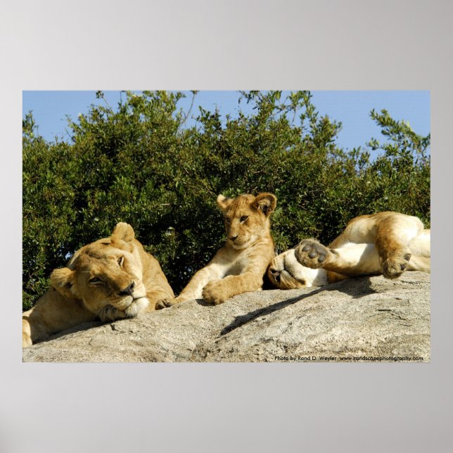 Lion Cub Poster (Front)