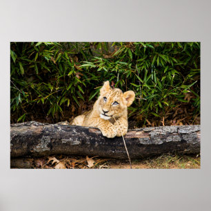 Lion Cub Poster