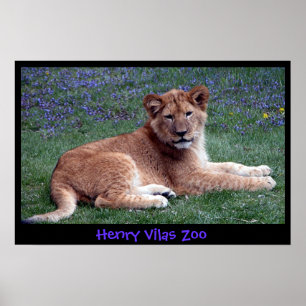 LION CUB POSTER
