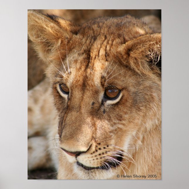 Lion Cub Poster (Front)