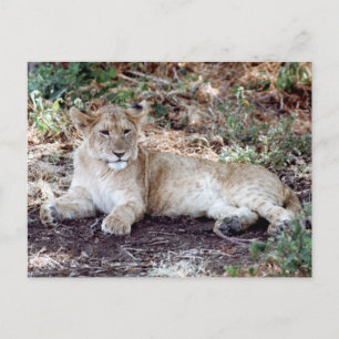 Lion cub resting on the Serengeti Postcard