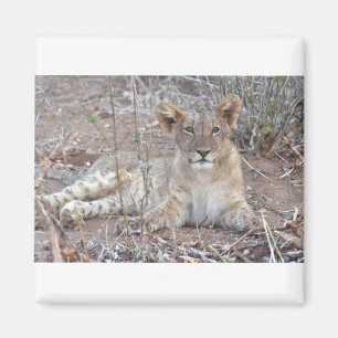 Lion Cub With A Sweet, Innocent Gaze. Magnet