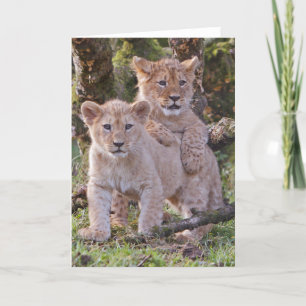 Lion cubs greetings card, blank, with envelope card