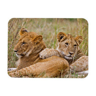 Lion Cubs Lounging Magnet