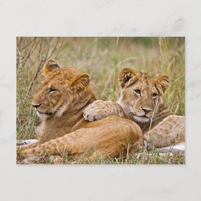 Lion Cubs Lounging Postcard (Front)
