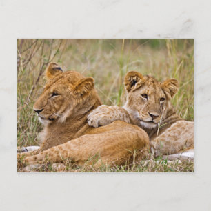 Lion Cubs Lounging Postcard