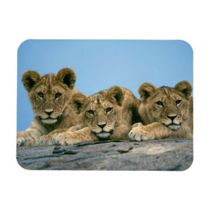 Lion Cubs Magnet