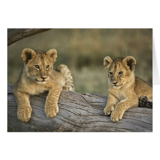 Lion Cubs on Log (Front Horizontal)
