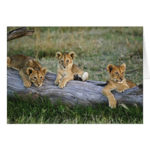 Lion Cubs on Log