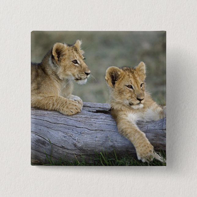 Lion Cubs on Log 15 Cm Square Badge (Front)