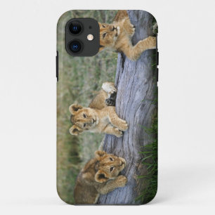 Lion Cubs on Log iPhone 11 Case