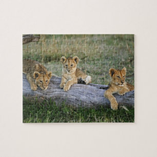 Lion Cubs on Log Jigsaw Puzzle