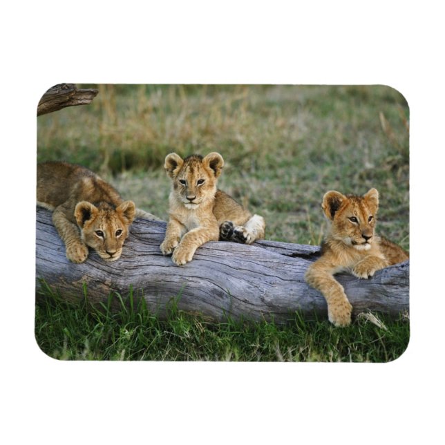 Lion Cubs on Log Magnet (Horizontal)