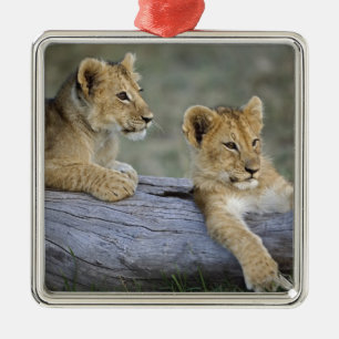 Lion Cubs on Log Metal Tree Decoration