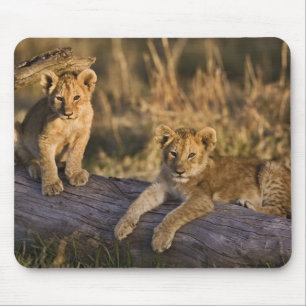 Lion Cubs on Log Mouse Mat