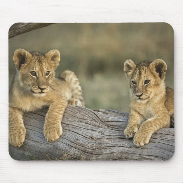 Lion Cubs on Log Mouse Mat (Front)