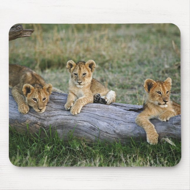 Lion Cubs on Log Mouse Mat (Front)