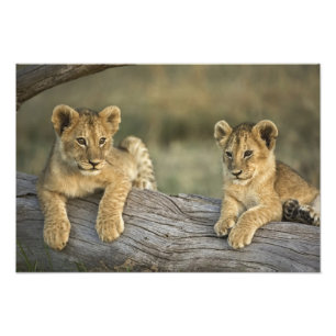 Lion Cubs on Log Photo Print