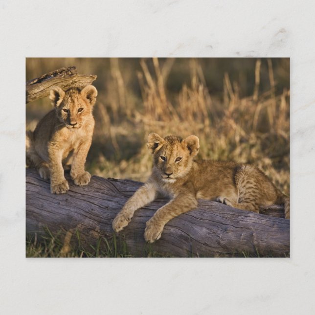 Lion Cubs on Log Postcard (Front)