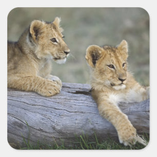 Lion Cubs on Log Square Sticker